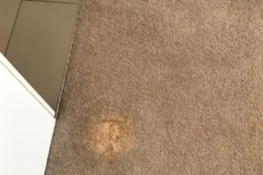 Carpet Cleaning in Rowville